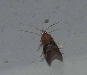 Rhodophaea formosa (Pyralidae)? S